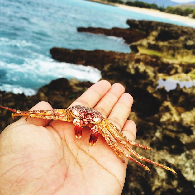 Photo close-up of hand holding crab at beach