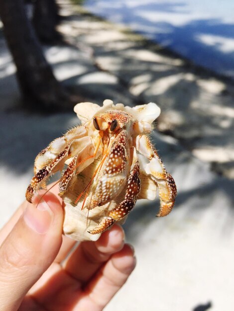 Photo close-up of hand holding crab on beach