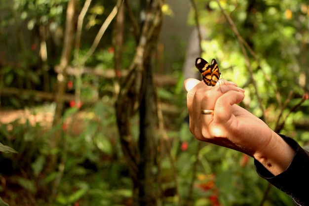 Photo close-up of hand holding crab on tree