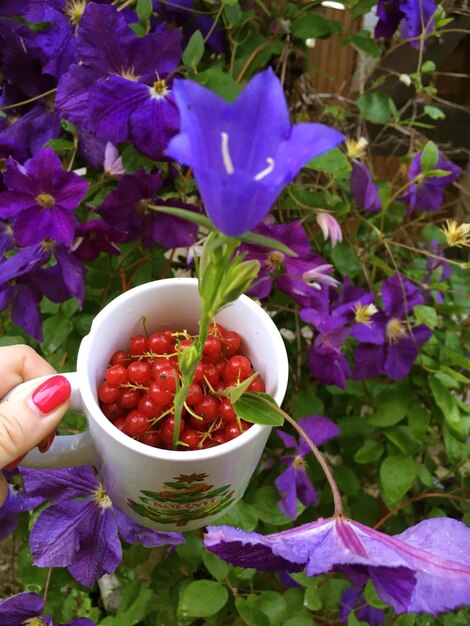 Close-up of hand holding cup with red berries and purple flower