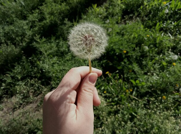 Foto close-up di una mano che tiene un fiore di dente di leone sul campo