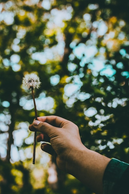 Photo close-up of hand holding dandelion