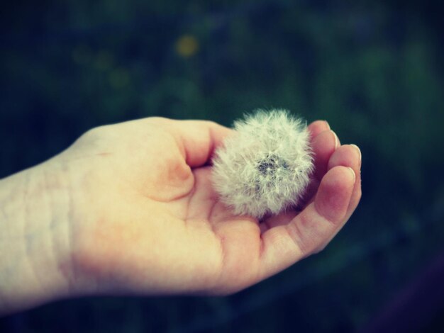 Photo close-up of hand holding dandelion