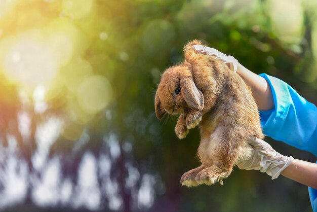 Close-up of hand holding dog against blurred background