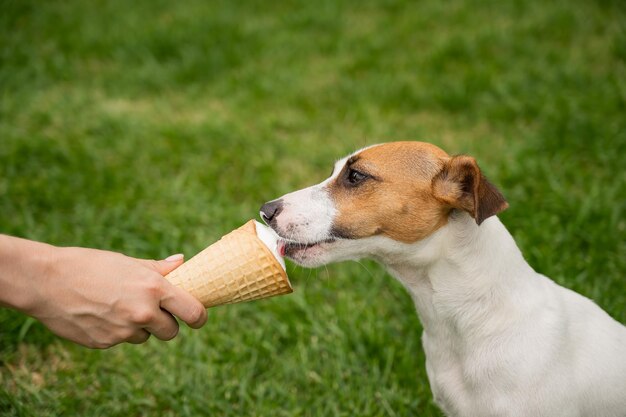 Foto close-up di un cane che tiene la mano sul campo