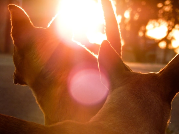 Foto close-up di un cane che tiene la mano al tramonto