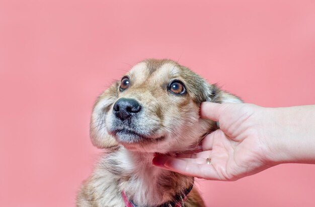 Close-up of hand holding dog