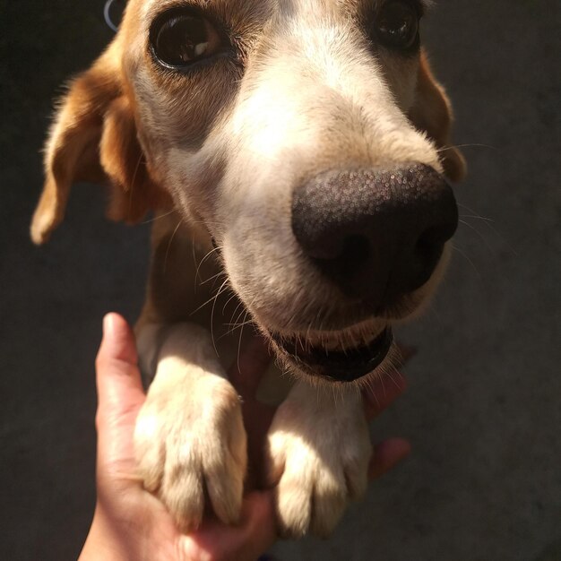 Foto close-up di un cane che tiene la mano