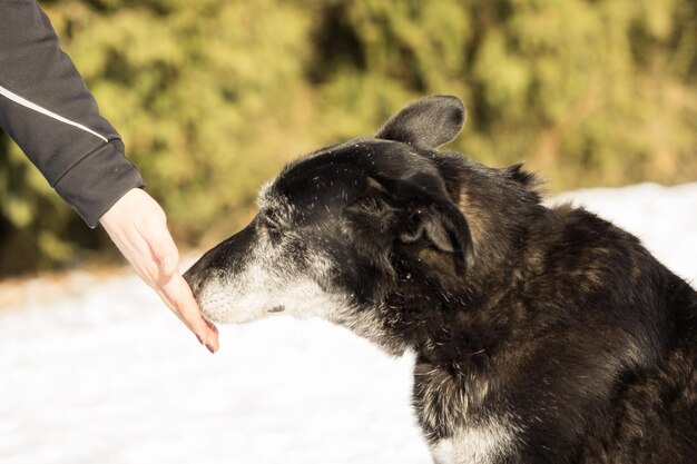 Photo close-up of hand holding dog