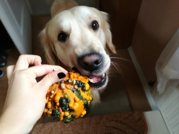 Close-up of hand holding dog