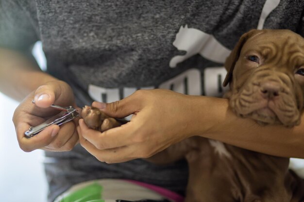 Photo close-up of hand holding dog