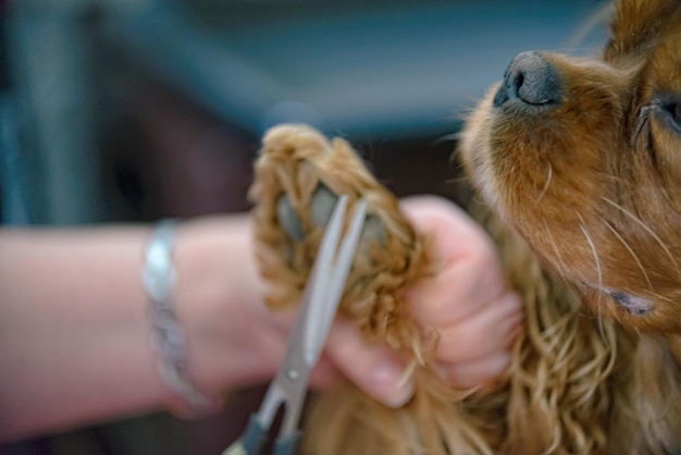 Foto close-up di un cane che tiene la mano