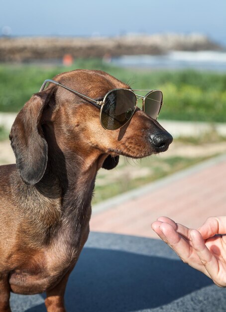 手を握る犬のクローズアップ