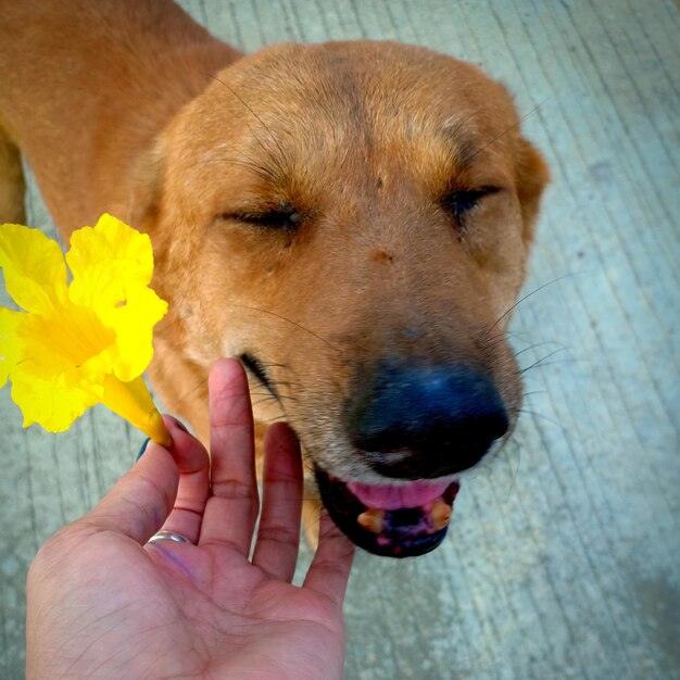 Close-up of hand holding dog