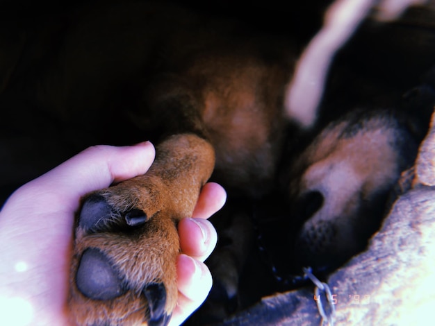 Photo close-up of hand holding dog