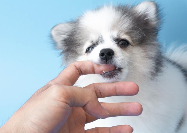 Close-up of hand holding dog