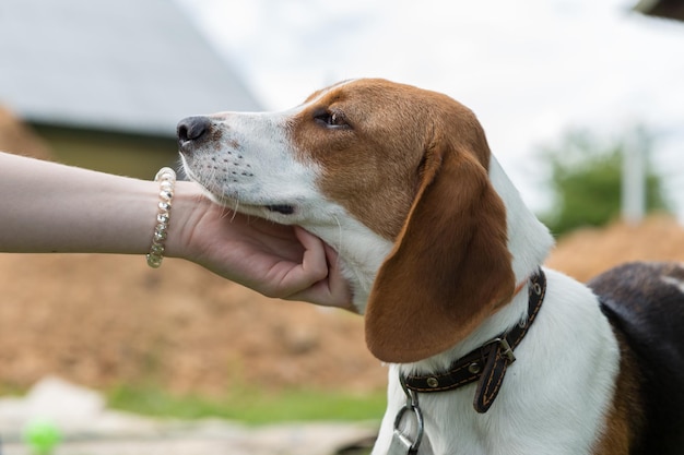 手を握っている犬のクローズアップ