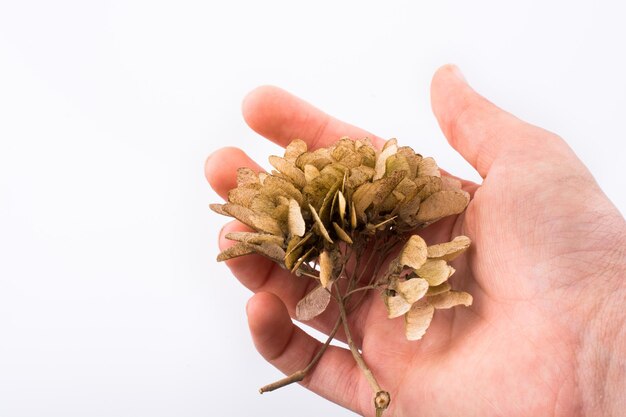 Close-up of hand holding dry leaves over white background