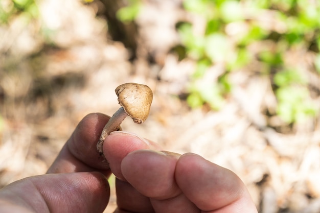 Close-up of a hand holding an edible mushroom