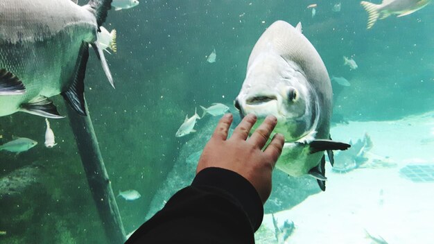 Close-up of hand holding fish in water