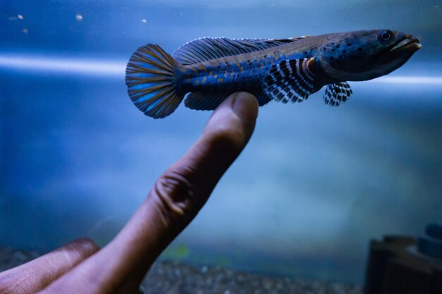 Close-up of hand holding fish