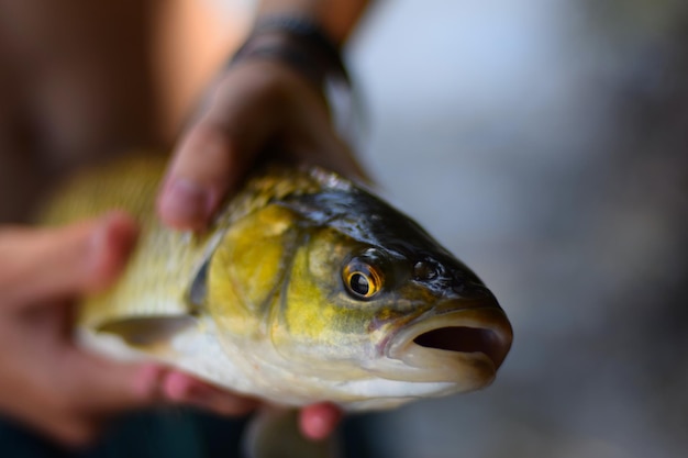 Foto prossimo piano di un pesce in mano