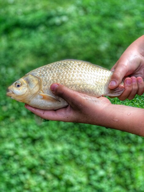 Close-up of hand holding fish