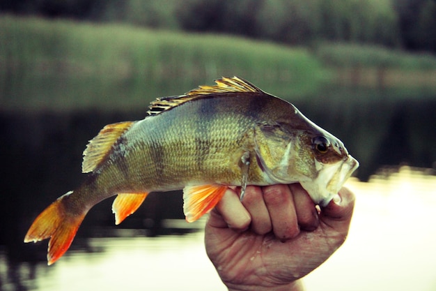 Close-up of hand holding fish