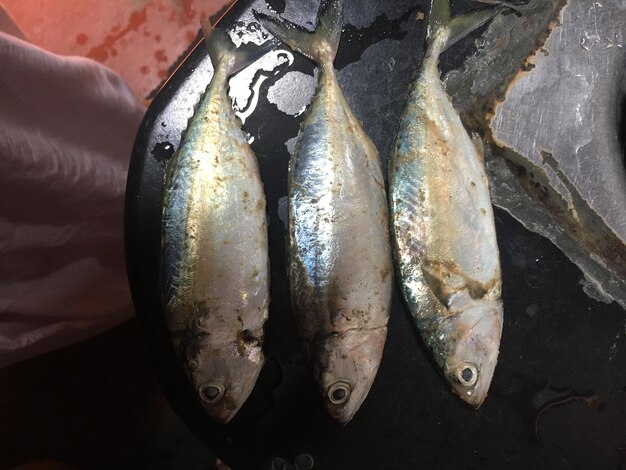 Close-up of hand holding fish