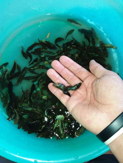 Photo close-up of hand holding fishes