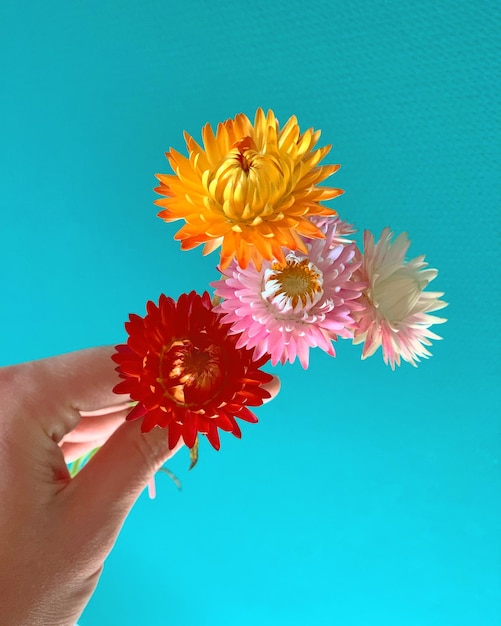 Close-up of hand holding flower against blue background