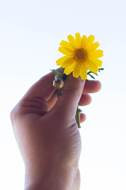 Close-up of hand holding flower