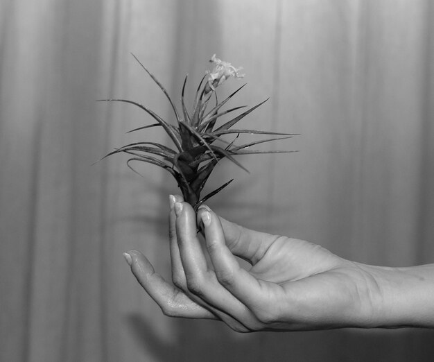 Photo close-up of hand holding flower