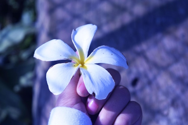 Close-up of hand holding flower