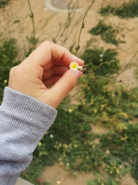 Close-up of hand holding flower