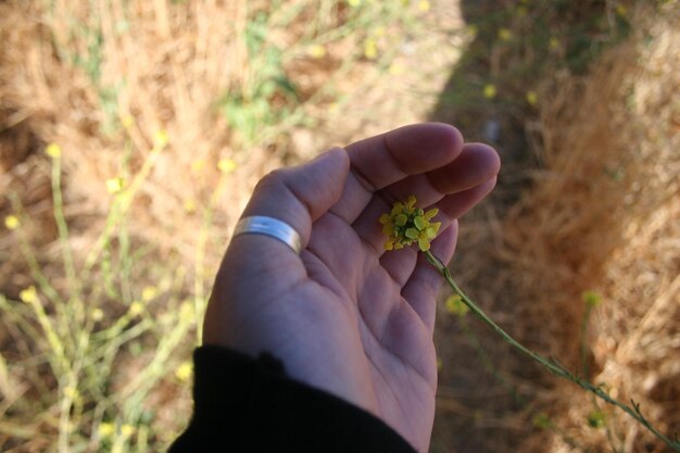 Photo close-up of hand holding flower