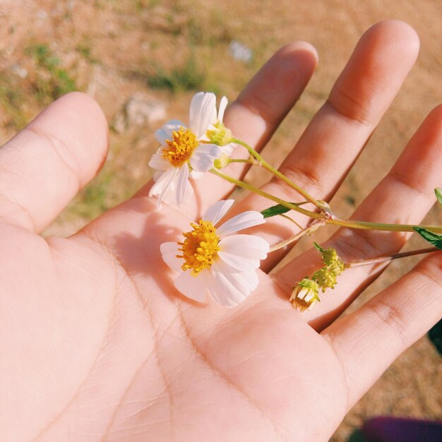 Photo close-up of hand holding flower