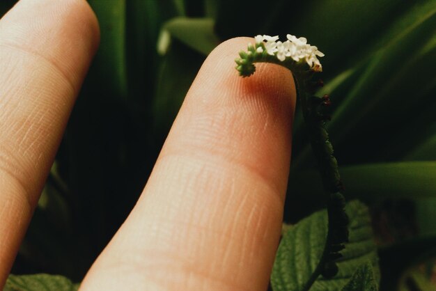 Foto close-up di un fiore tenuto in mano