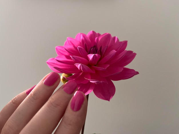 Photo close-up of hand holding flower