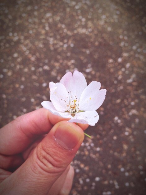 Photo close-up of hand holding flower