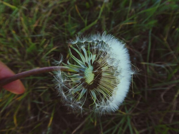 Foto close-up di un fiore tenuto in mano