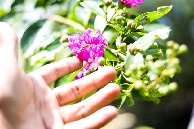 Foto close-up di una pianta da fiore tenuta in mano