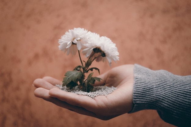 Photo close-up of hand holding flowering plant