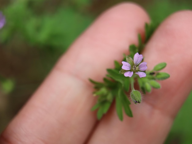 Foto close-up di una pianta da fiore tenuta in mano