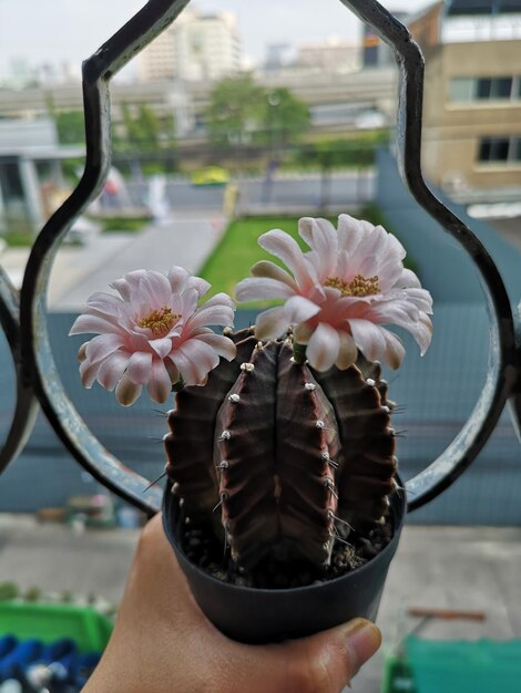 Photo close-up of hand holding flowering plant