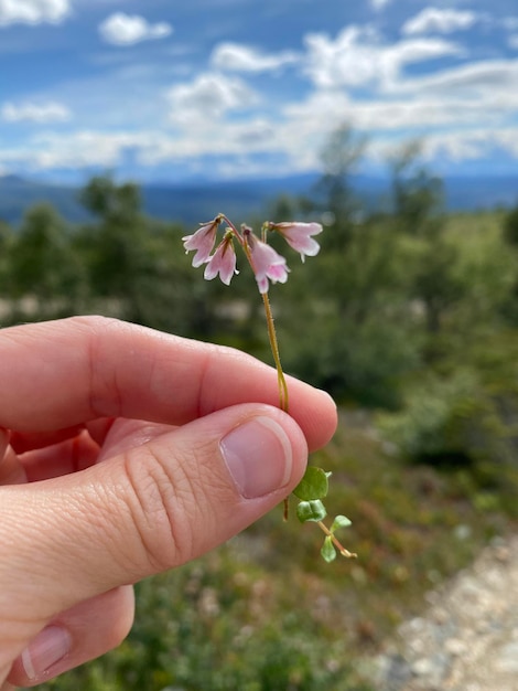 Foto close-up di una pianta da fiore tenuta in mano