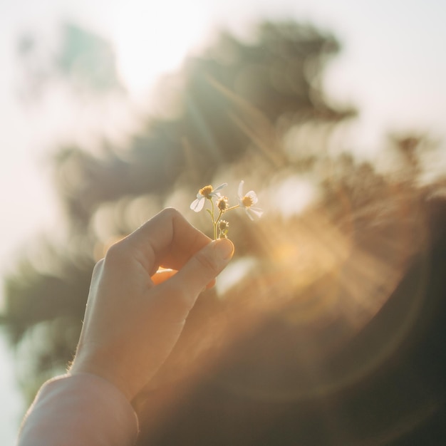 Photo close-up of hand holding flowers plant against tree