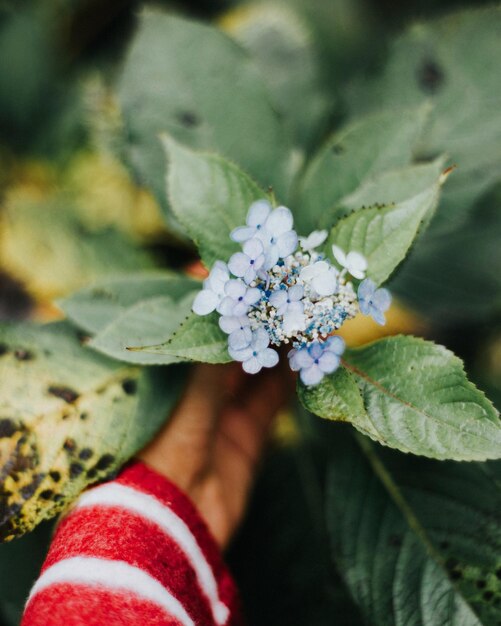 Photo close-up of hand holding flowers