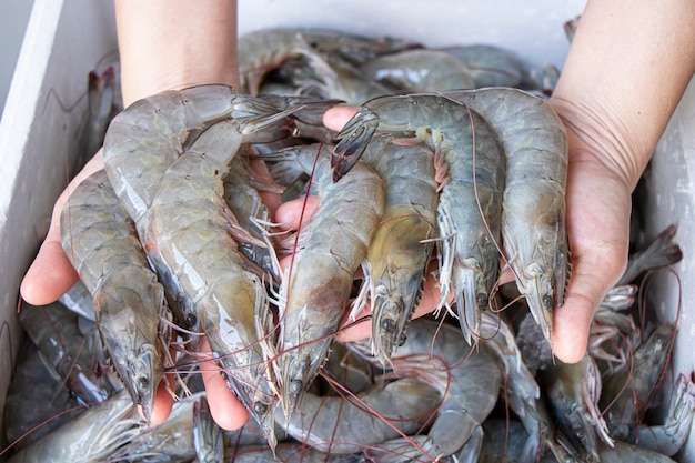 Close-up hand holding fresh white Shrimp