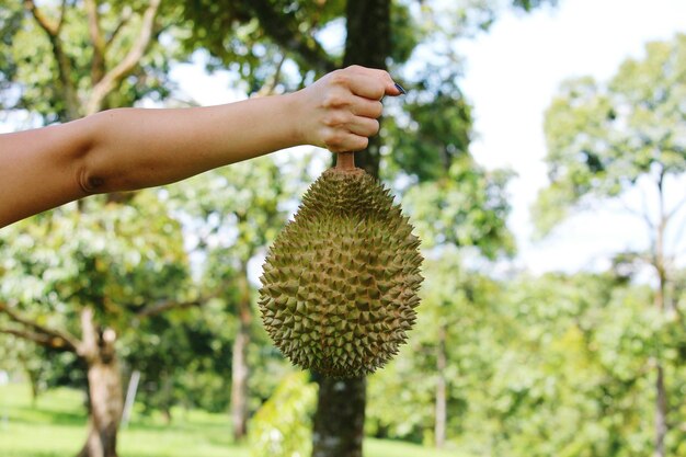 Photo close-up of hand holding fruit on tree